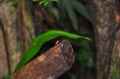 costa rica wildlife, pacific-050